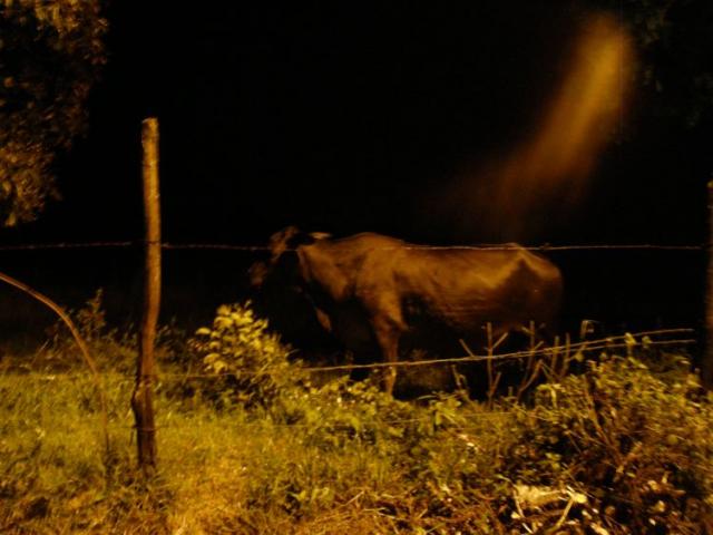 Noční kráva alias vaca nocturna - Buenos Aires 2009