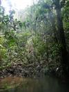 Amazonská džungle 2 - Brazílie- Amazonie a Manaus