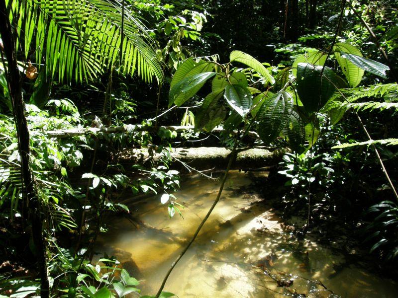 kmen přes řeku - Brazílie- Amazonie a Manaus