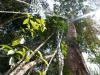 Kmen velikána džungle - Brazílie- Amazonie a Manaus