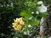 Květy pralesa - Brazílie- Amazonie a Manaus