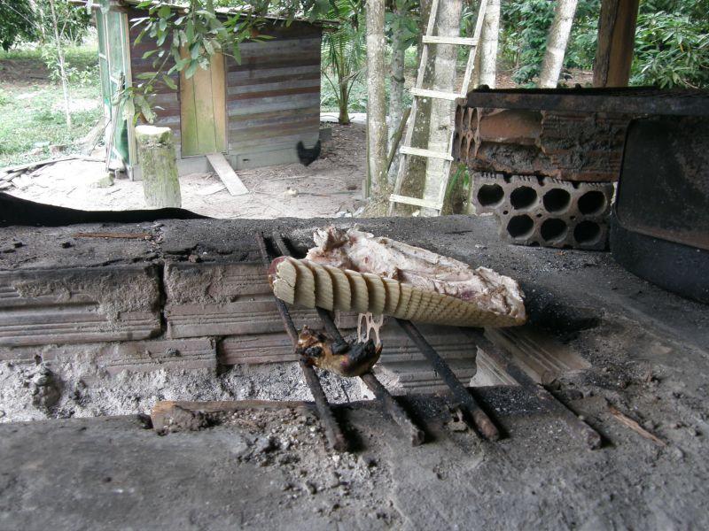 pečený pásovec - Brazílie- Amazonie a Manaus