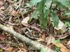 smrt na cestě, kobra coral 2 - Brazílie- Amazonie a Manaus