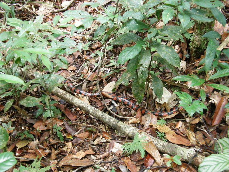 smrt na cestě, kobra coral - Brazílie- Amazonie a Manaus