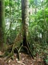 Strom - Brazílie- Amazonie a Manaus