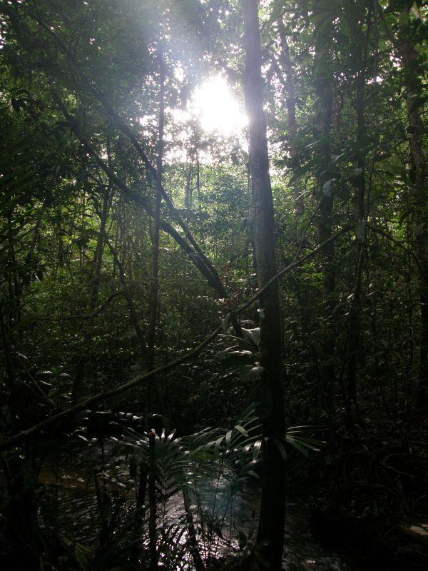 úsvit v pralese - Brazílie- Amazonie a Manaus