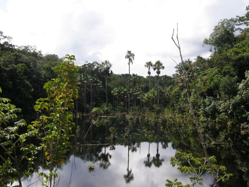 Vhled do pralesa 2 - Brazílie- Amazonie a Manaus