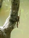 Vodní pavouk ukořistil vážku 2 - Brazílie- Amazonie a Manaus