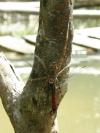 Vodní pavouk ukořistil vážku - Brazílie- Amazonie a Manaus