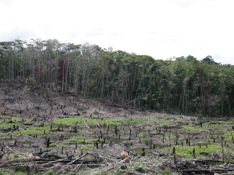 vykácený kus pralesa - Brazílie- Amazonie a Manaus