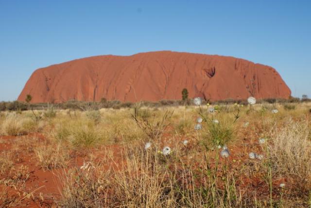 Květy kolem Uluru - Centrální Austrálie