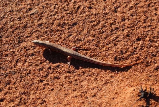 Central Australia- Ayers Rock photo no. 17