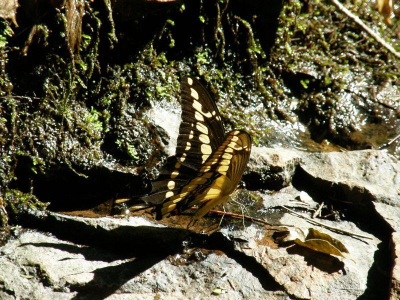 Mariposa - Vodopády Iguazu (Argentina)