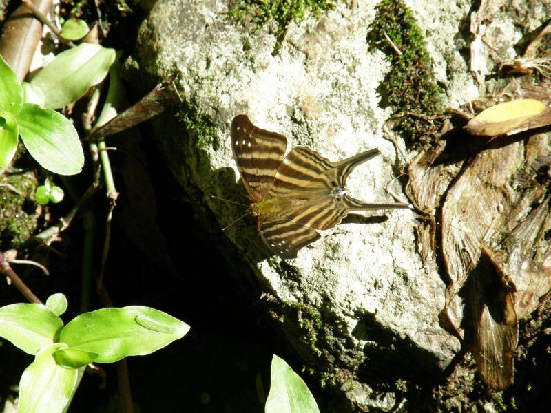 Papillon - Vodopády Iguazu (Argentina)