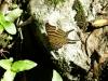 Papillon - Vodopády Iguazu (Argentina)