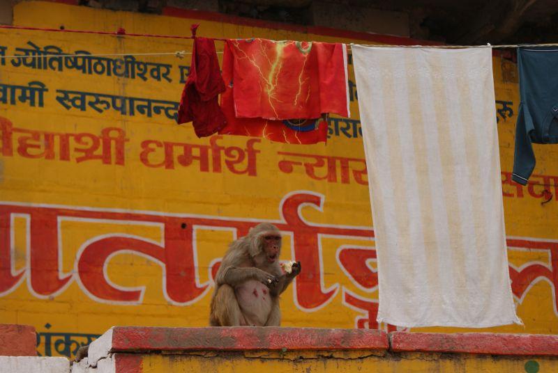 India - Holy city of Varanasi photo no. 23