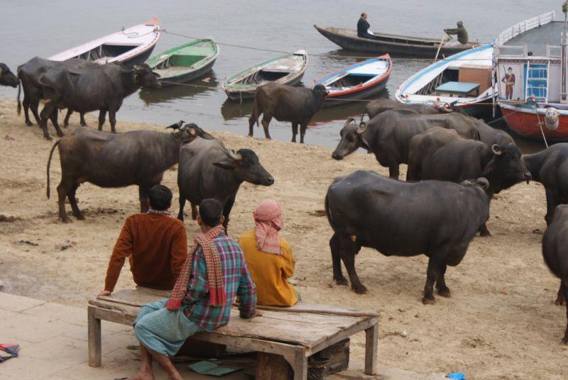 Vodní buvolové z Varanasi - Indie - Posvatne mesto Varanasi