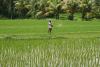 Hnojení rýžových polí je ekologický problém - Indonésie- Bali