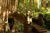 Most ve Monkey Forest, Ubud - Indonésie- Bali