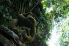 Opičí strážce - Indonésie- Bali