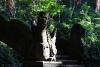 Světlo pozdního odpoledne si razí cestu Monkey Forest - Indonésie- Bali