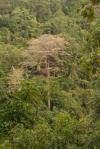 Suchý velikán džungle - Indonésie- Lombok