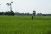 Pochod rýžovým polem - Kambodža- Phnompenh a okolí
