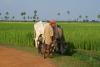 Zemědělec - Kambodža- Phnompenh a okolí