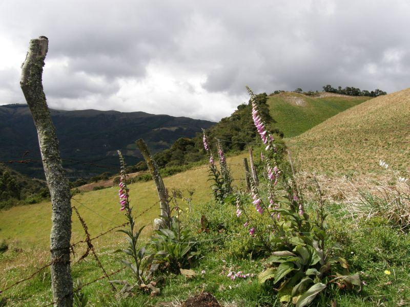 Květy v Neusa - Kolumbie