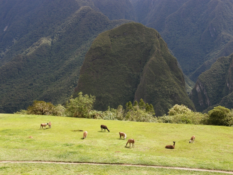 Peru- Machu Picchu and Aguas Calientes photo no. 81