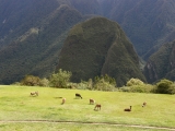 Photo gallery Peru- Machu Picchu and Aguas Calientes - no.81