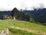 Photo gallery Peru- Machu Picchu and Aguas Calientes - no.82