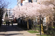 Photo gallery Vancouver spring 2012 - no.58