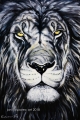 Lion 1 - paintings